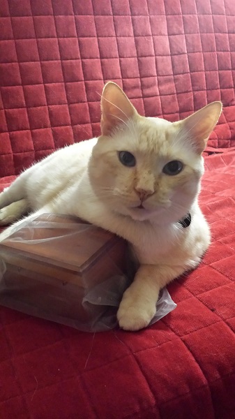 Nounours with Ronnie James, one month later.