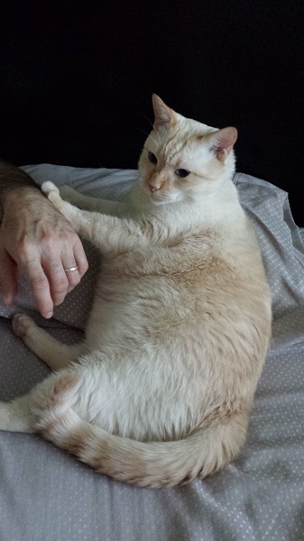 Le Nounours (The teddy bear!) 