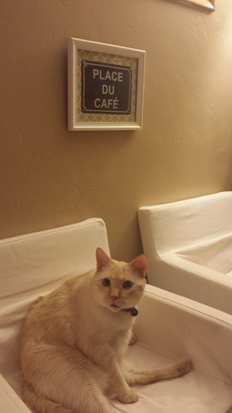 "Excusez-moi, faites moi un double espresso, s'il vous plaît!" (Nounours asking for a double espresso in his native French)