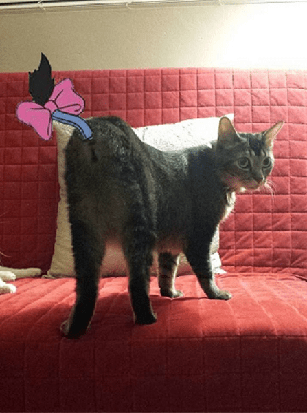 Many thanks to our friend Eddie W. of Round Rock, TX for adorning Nenette's tailless butt with Eeyore's tail! She loves it, and so do we.