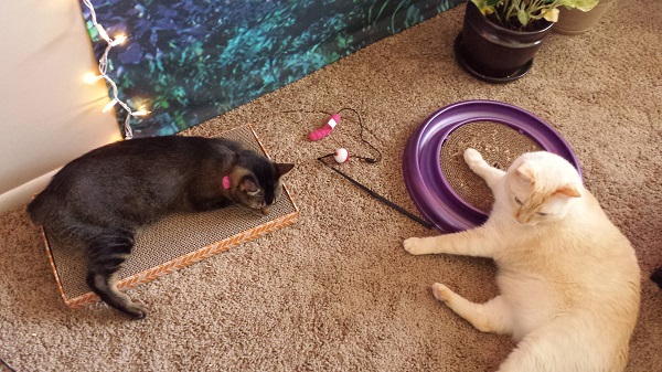 Nounours and Nenette hanging out in my office.