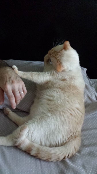 Cleaning the hand, Nounours-style.