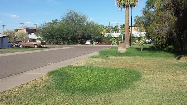 Our front lawn right now.