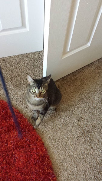 Nenette discovered that she loves playing with this black string.