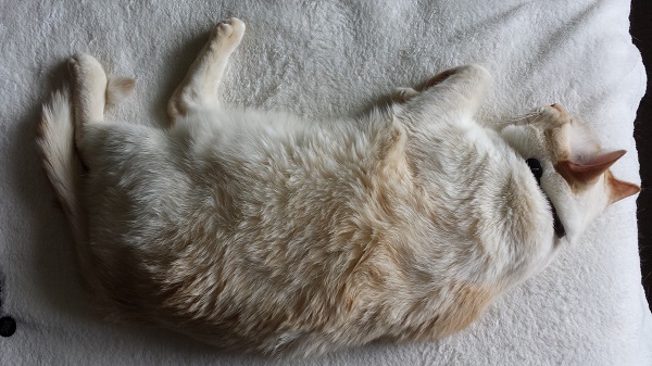 Post-Callaghan Nounours, looking like a rug from the 70's.