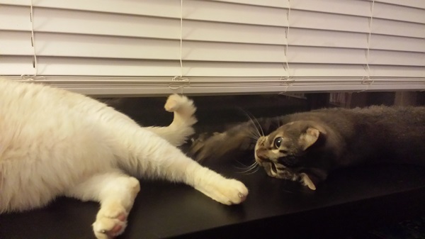 This made us laugh... Nenette playing with Nounours' tail! He seemed to be flipping it around on purpose. 