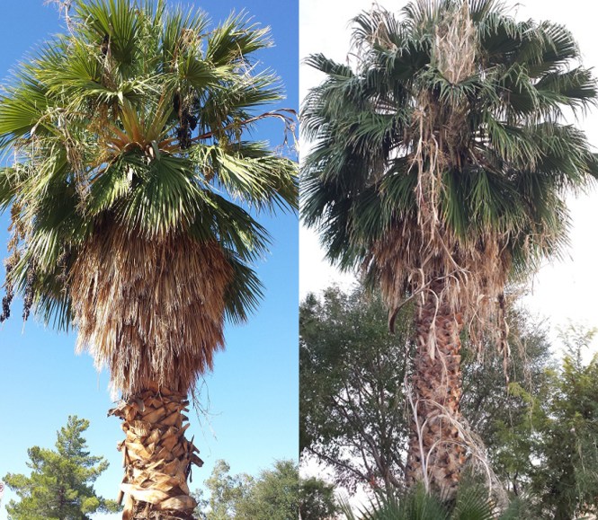 The pic on the left was taken on Saturday morning, and I took the one on the right on Saturday at dusk.