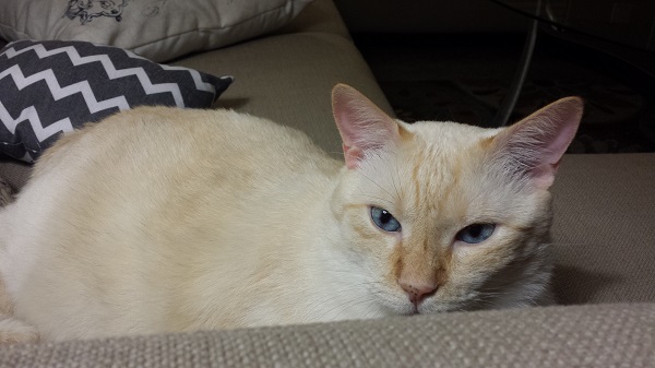 Dieting Nounours minus two teeth.