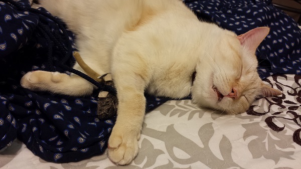 Nounours hugging his toy, asleep with his mouth open.