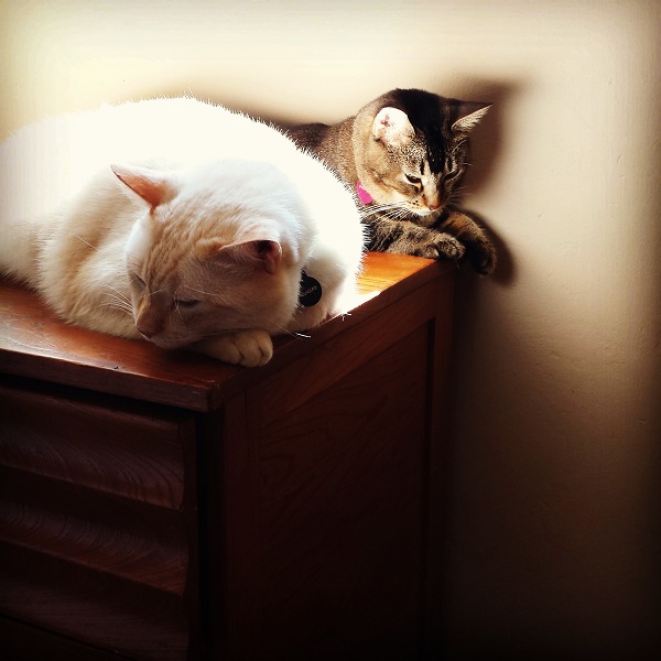 Nounours and Nenette, as close as we've seen them so far.