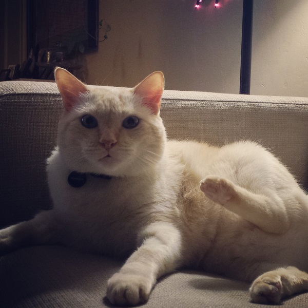 Nounours, the teddy bear lion who was made to be hugged and assaulted with kisses.