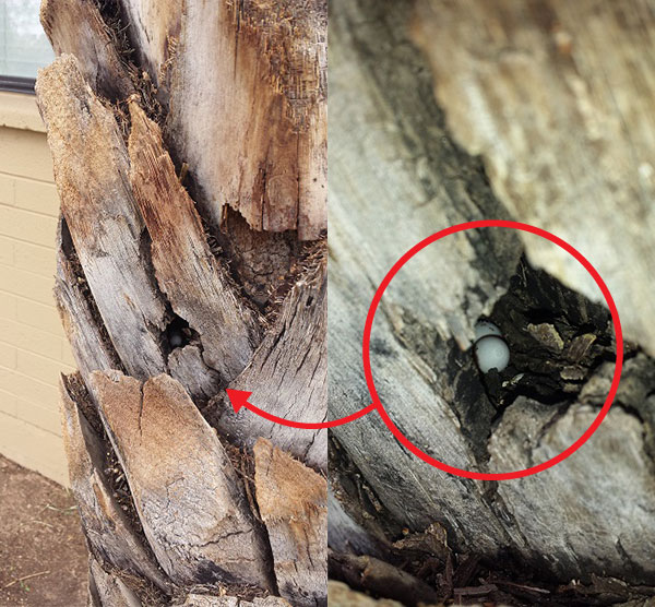 Sadly, these hummingbird eggs were abandoned when the palm tree was trimmed.