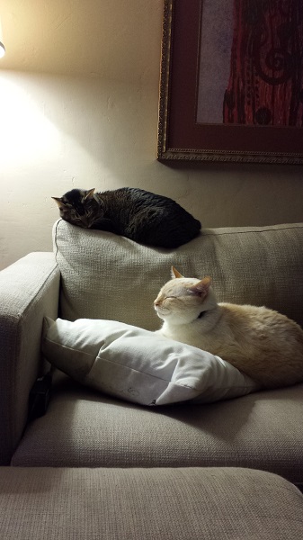 It's funny how these two often sit near each other on this end of the couch.