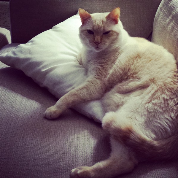 No one lounges like the Nounours.