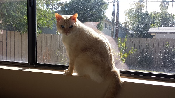 I managed to catch Nounours in a rare moment of being properly illuminated for the camera. You can even see the blue of his eyes!