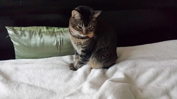 A break-through: Nenette on the bed!