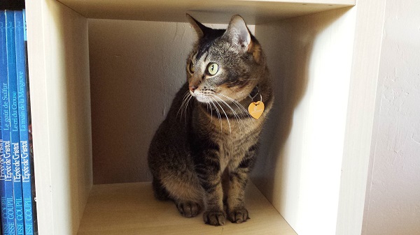Tiny Nenette hanging out in a bookcase cube.