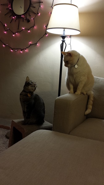 So far, this is my favorite pic of Nounours and Nenette together.