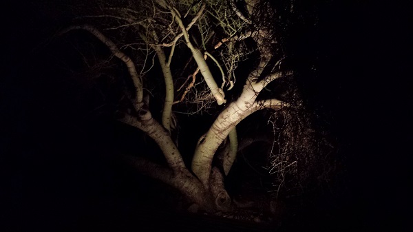 thatasianlookingchick.com-DBGLuminarias_15