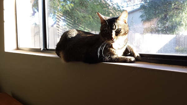 Nenette in her favorite windowsill sunbeam on a cold day.
