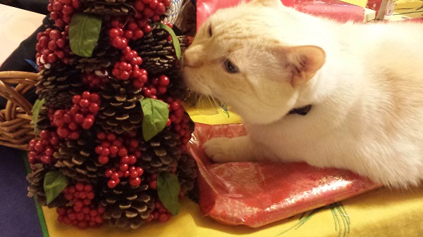 Nounours sniffing our tiny pinecone Christmas tree.