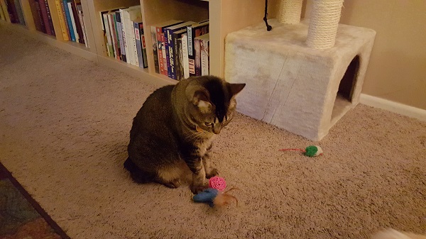 Nenette deciding which toy.