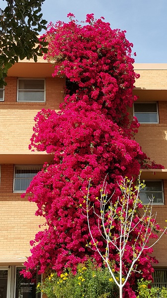 Towering wall of bougainvillea. 