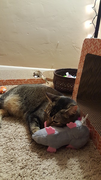 Nenette and her rat pillow.