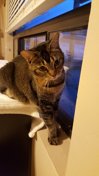 Nenette trying to keep me from going to work. (*winks at Aunty Carol*)