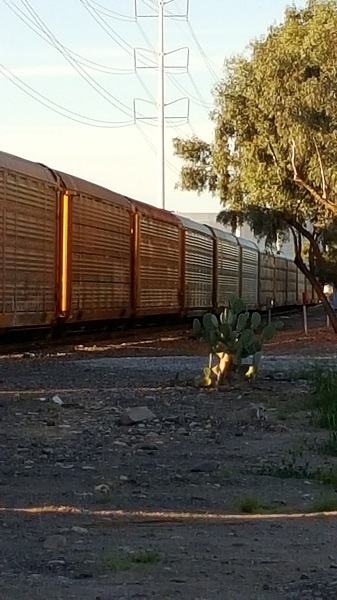 Waiting at the train tracks on the way home.