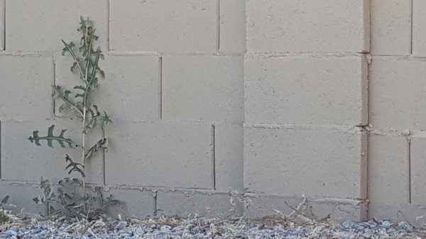 Backyard weeds