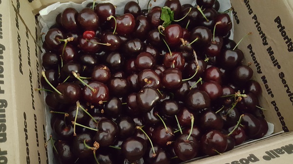 Fresh cherries
