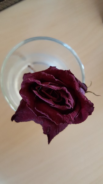 Dead rose
