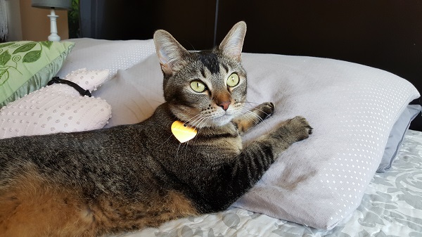 Nenette chilling on my side of the bed... or, should I say, modeling.