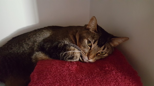 Nenette likes to jump up into the linen closet when I'm putting clean towels away. This is her idea of "helping" Mommy with the laundry.