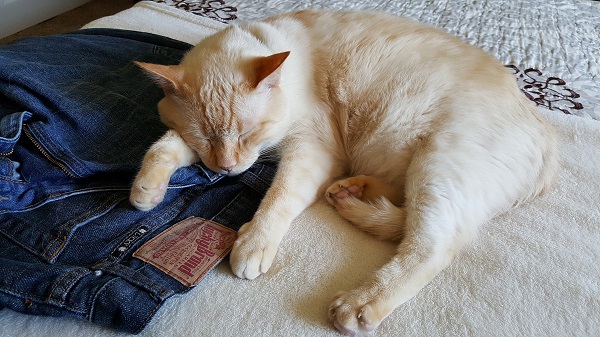 Nounours snuggling Daddy's jeans, because that is how the Nounours do. (nod to zfrank1)