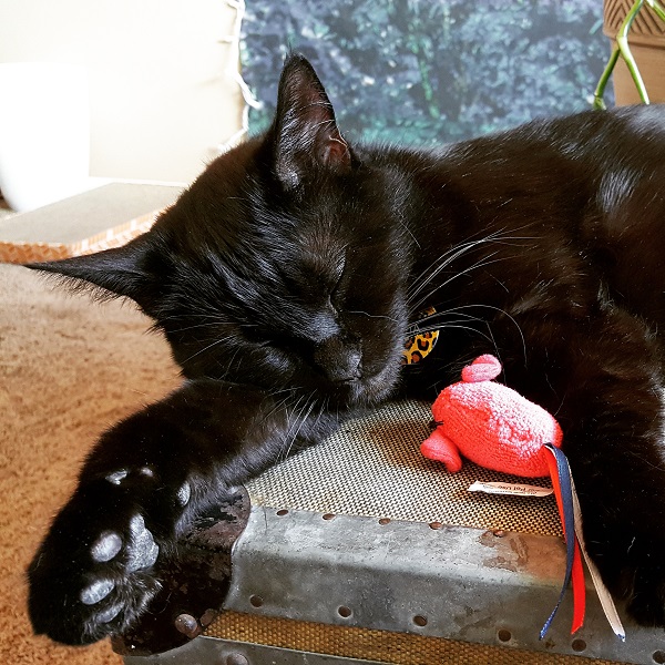 Cita, "Cat with big paw"