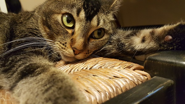 Nenette's halo was cut off in this pic, but you can imagine it there.