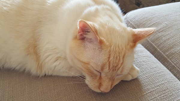 Our beloved Nounours.