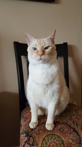 Nounours: Please to not underestimate the healing powers of my purrs.