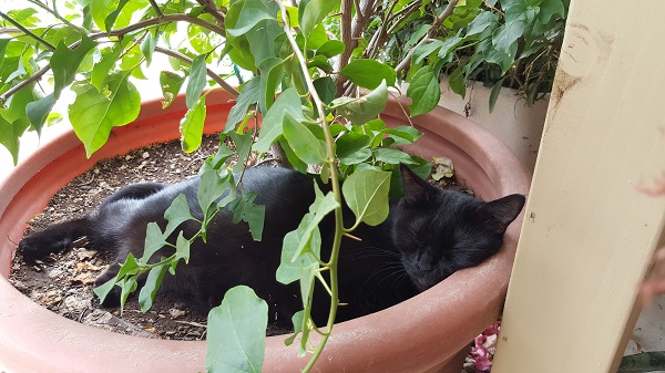 Cita: Methinks the bougainvillea pot is incomplete without me.
