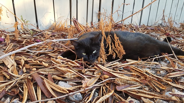 Cita in the mesquite pods