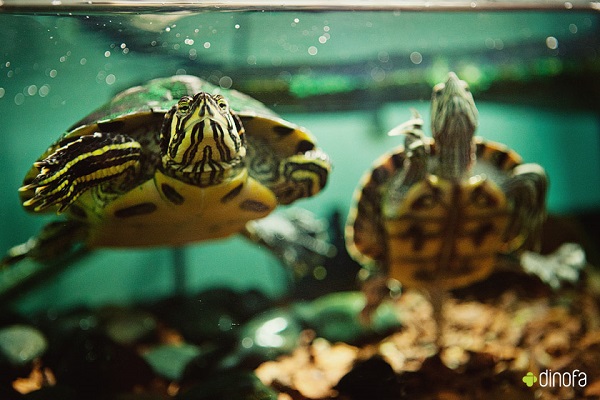 thatasianlookingchick-com-pet-turtles