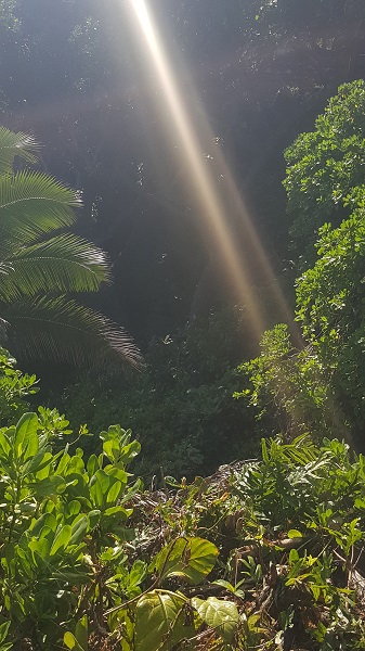 Sunbeams in the rainforest