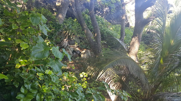 Rainforest vegetation