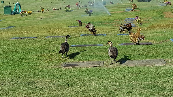 Nene (state bird of Hawaii) on the cemetery grounds.