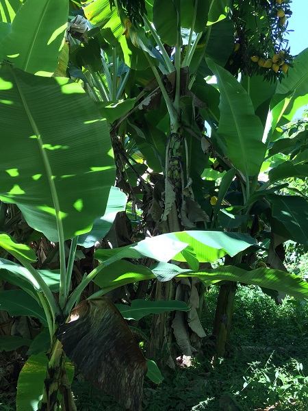 Bananas, maybe (unfortunately, I didn't take enough care to remember which plants were what)