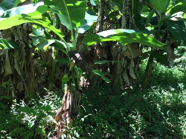 Another shot of the banana part of the farm...?