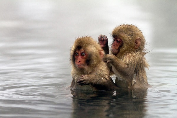 Japanese macaques (snow monkeys)