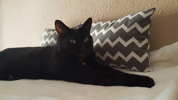 A sudden sound outside caused Cita to make this face just as I was about to take her picture.